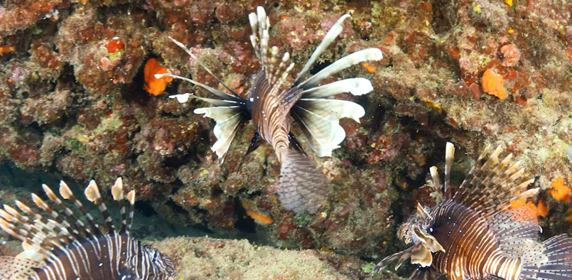 Lionfish Knowledge Exchange Workshop Presentations and Detailed Decrypted Notes have been added to the site